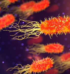 Bactérias (Foto: Reprodução/Pixabay/quimono)