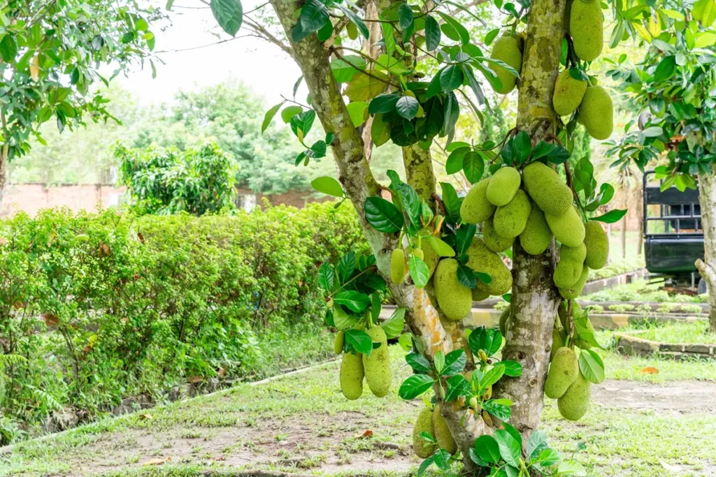 Jaquiera com vários frutos verdes pendurados no tronco e galhos, em um jardim arborizado