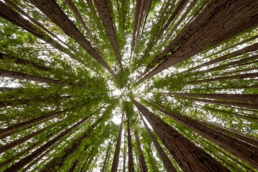 Vista de baixo para cima de uma floresta densa, mostrando a copa das árvores altas que se encontram no topo, formando um teto verde iluminado pela luz natural.