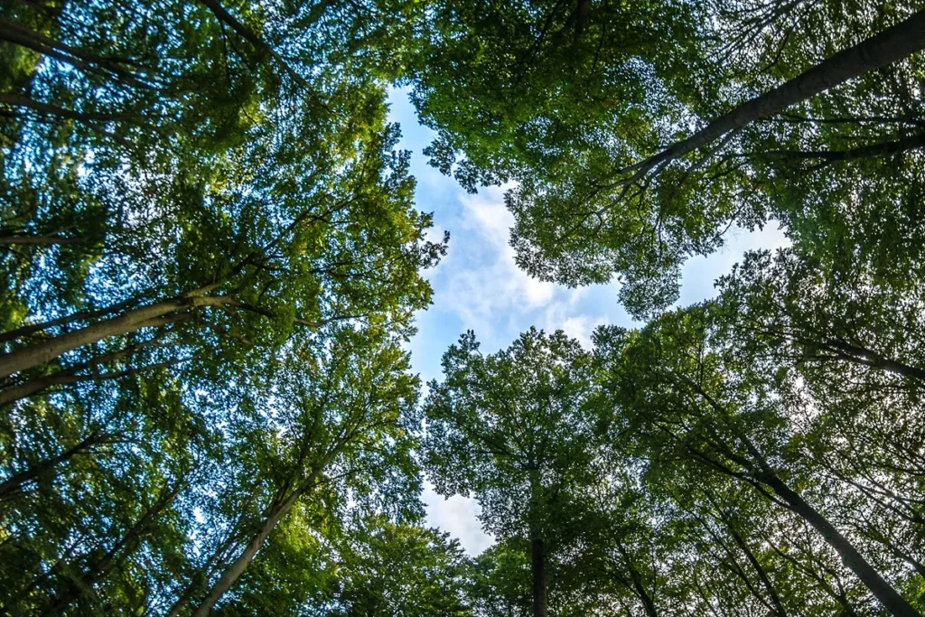 Perspectiva de baixo para cima mostrando copas de árvores verdes que se abrem em direção ao céu azul com nuvens, formando um círculo natural de folhas e galhos.