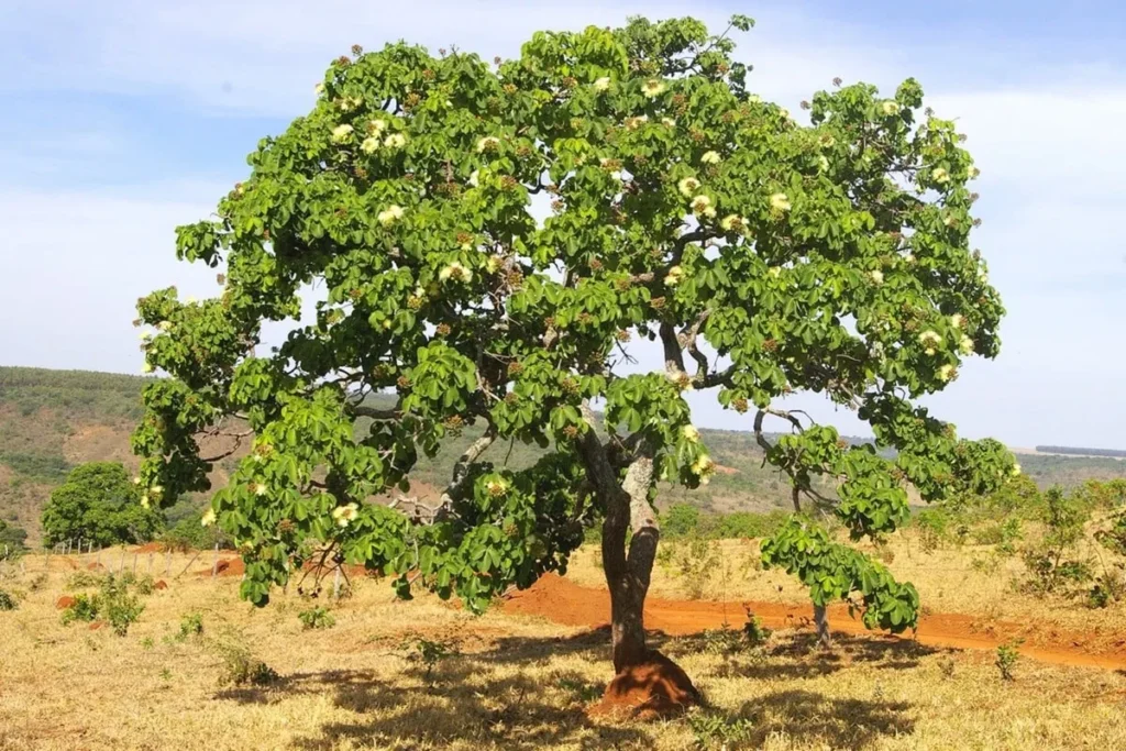 Árvore de folhas verdes e tronco tortuoso do Cerrado brasileiro em paisagem de campo aberto