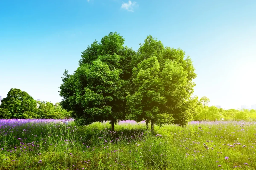 Imagem de uma árvore verde exuberante em meio a um campo florido com pequenas flores roxas, sob um céu azul claro e ensolarado.