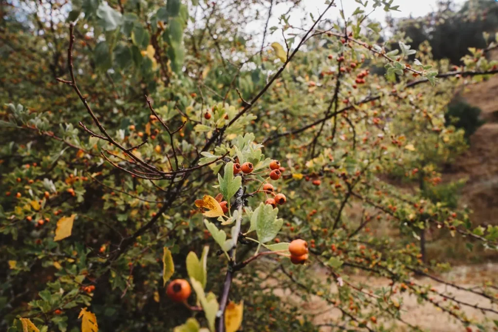 Imagem de um galho com folhas verdes e pequenos frutos silvestres alaranjados em meio a uma vegetação densa de floresta.