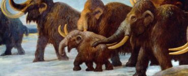 Ilustração de mamutes