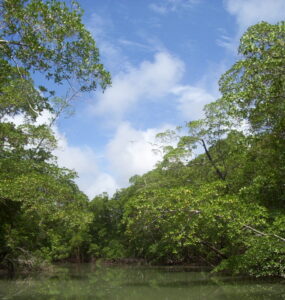 Imagem de rio na Amazônia, cercado de vegetação