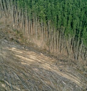 Análise da vegetação: desmatamento
