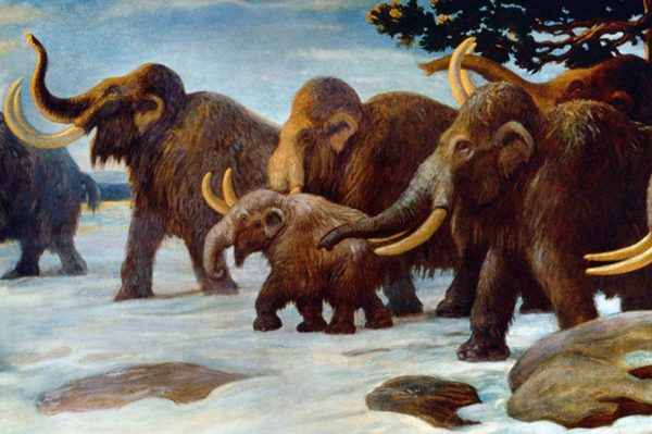 Ilustração de mamutes, possível alvo das tentativas de desextinção de espécies.
