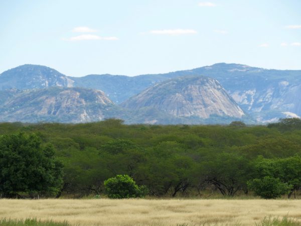 Imagem da Caatinga, com vegetação rasteira e montanhas atrás.