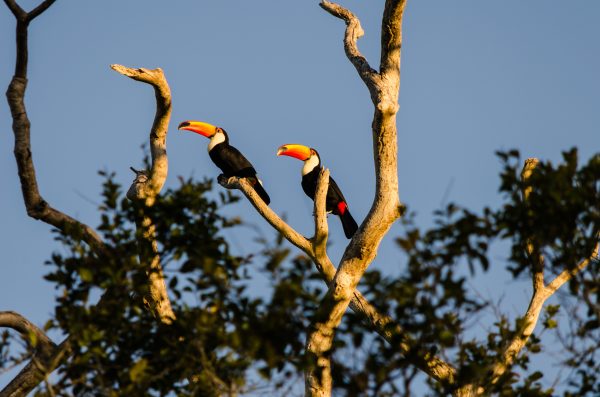 Imagem de dois tucanos pousados em árvores do Pantanal.