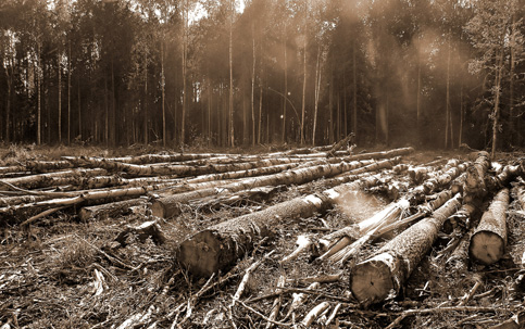Foto de madeiras cortadas em uma floresta, um dos tipos de degradação ambiental por ação humana.