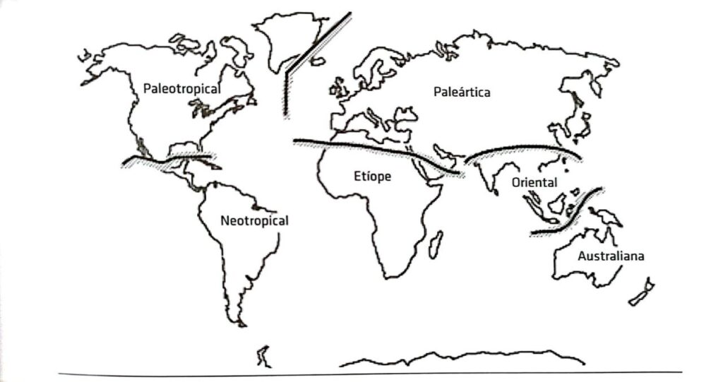 Mapa das seis regiões biogeográficas do planeta, proposto em 1876. Paleotropical na América do Norte, Neotropical na América do Sul, Etíope na África, Paleártica na Europa, centro e leste da Ásia e Oriente Médio, Oriental no sul da Ásia, e Australiana na Oceania.