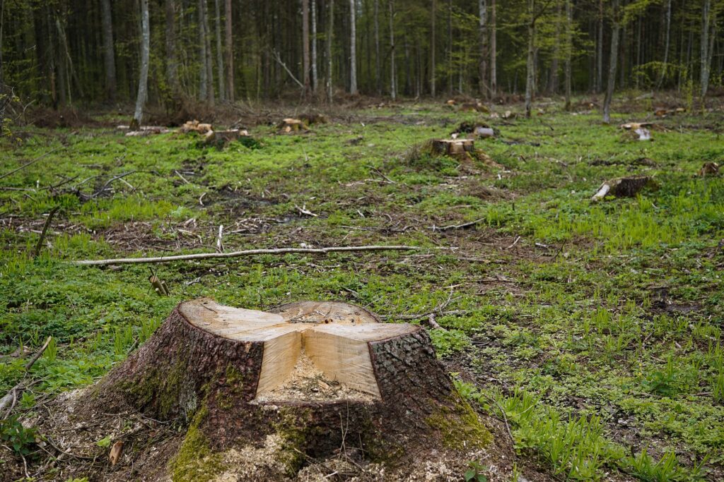 Foto de uma floresta, com um tronco cortado à vista.