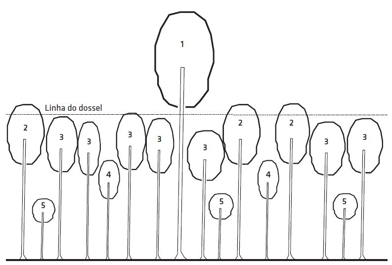 Esquema ilustrativo das classes de copa das árvores, com uma árvore maior (classe 1) e várias árvores classe 2, 3 e 4 distribuídas embaixo.