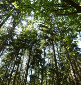 Foto de copas de árvores.