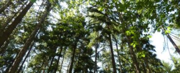 Foto de copas de árvores.