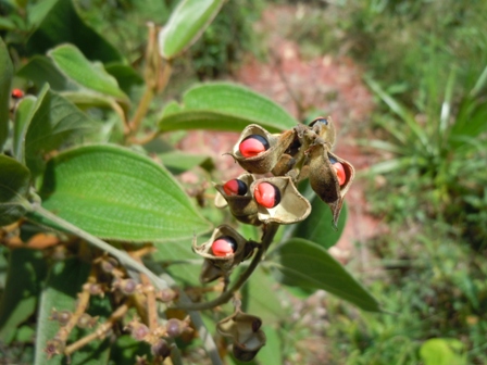 Foto de Olho-de-cabra, plantas trepadeiras do Cerrado. A planta é verde, com aberturas e frutos vermelhos saindo de dentro.
