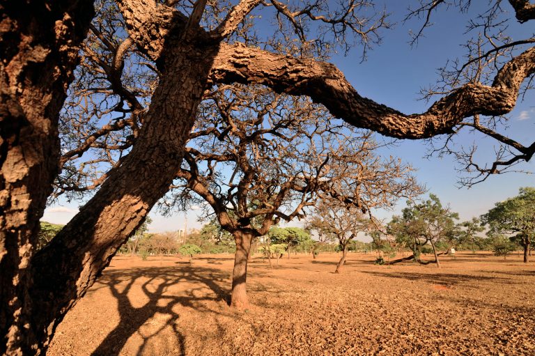 Foto de uma paisagem do cerrado, com uma árvore em primeiro plano, e outras árvores esparsadas sobre um solo seco.