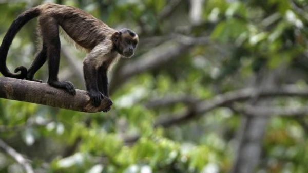 Imagem de um macaco numa árvore na Amazônia, um dos biomas brasileiros mais importantes. Destaca-se a relevância de recuperar a sua biodiversidade.