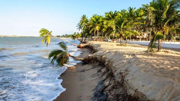 Foto de uma praia, com palmeiras caindo no mar, para ilustrar o processo de erosão do litoral.