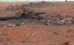Foto de área degradada no Pará