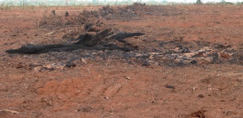 Foto de extensa área recém-desmatada para a produção de soja no Pará, com o solo marrom e restos de vegetação. Áreas degradadas dessa forma são prioridade para restaurar.