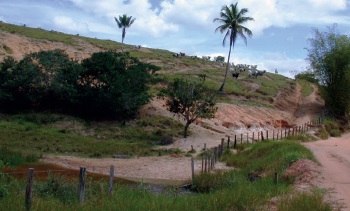 Foto de fazenda de pecuária extensiva no sul da Bahia, com áreas de vegetação e áreas de terra. Palmeiras ao fundo.