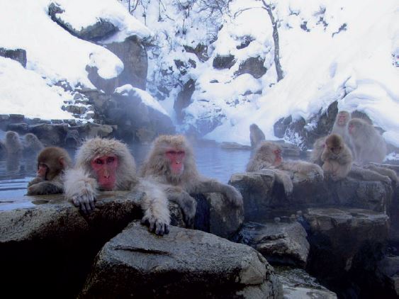 Foto de macacos que vivem em torno de vulcões, como o ser humano.