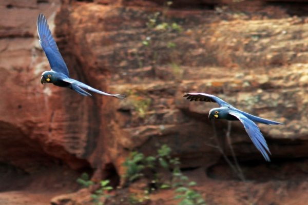 Imagem de duas araras-azuis-de-lear voando, uma atrás da outra.
