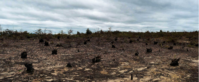 Imagem do desmatamento na Caatinga, com terra arrasada, tocos de árvores, mostrando a importância da preservação.