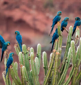 Araras pousam em cacto no bioma Caatinga (Foto: Reprodução/Cláudia Brasileiro/WikiAves)