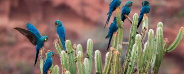 Araras pousam em cacto no bioma Caatinga (Foto: Reprodução/Cláudia Brasileiro/WikiAves)