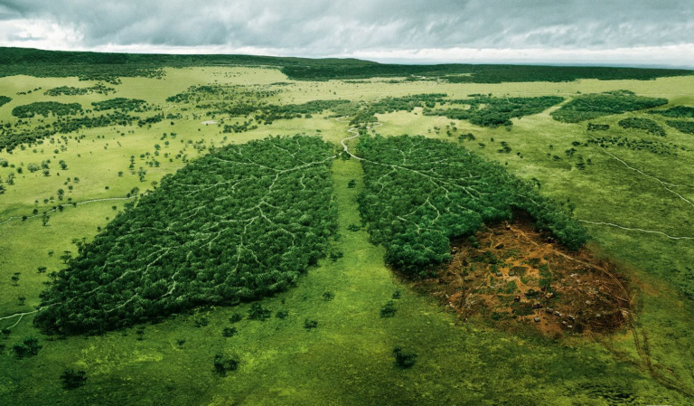 Ecologia da paisagem: imagem de desmatamento em área de floresta, com o desenho representando um pulmão.