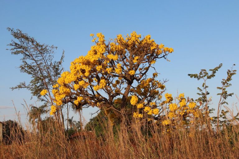 Foto de um ipê amarelo no Cerrado.