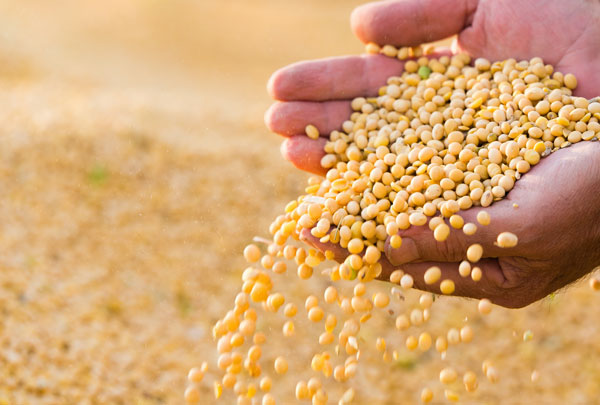 Foto de uma mão segurando grãos de soja, alimento funcional. Os grãos são redondos e amarelos, que caem em cascata.