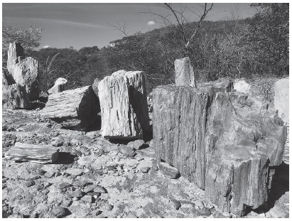 Foto preta e branca de uma floresta petrificada no geoparque Araripe, com troncos permineralizados de coníferas.