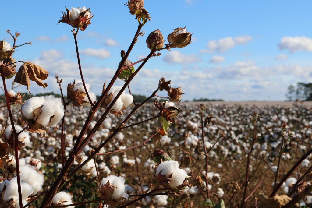 Foto de uma plantação de algodão, com nuvens brancas num céu azul no horizonte.