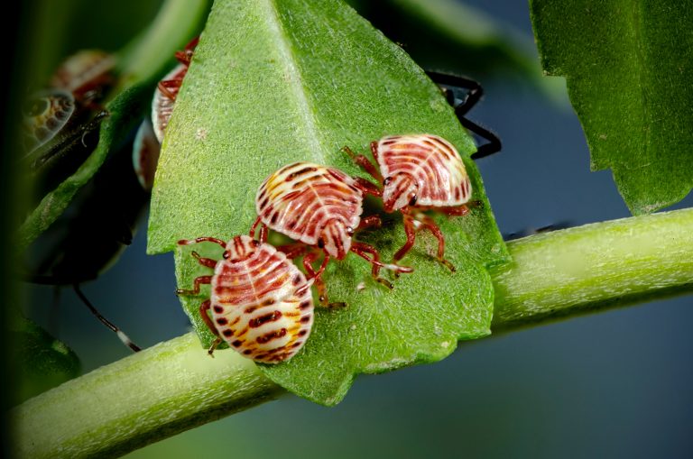 Foto de três insetos pousados em uma folha verde, se alimentando dela.