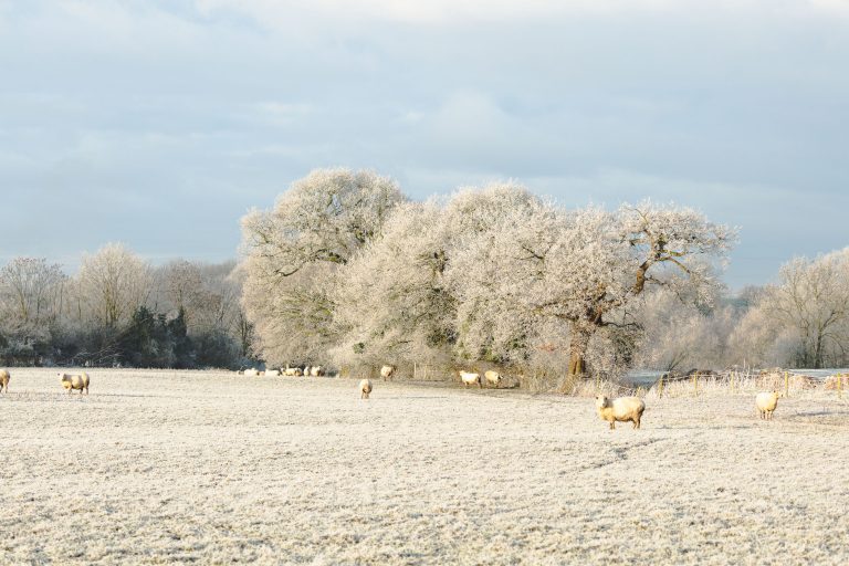 Foto de árvores em um campo coberto de neve, com algumas ovelhas pastando pela paisagem.
