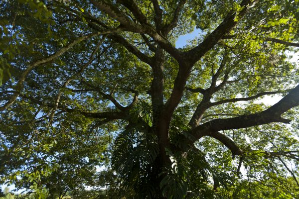 Vista inferior da árvore copaíba, com seus galhos se esticando para todas as direções. A imagem é do catálogo da Embrapa de árvores nativas.