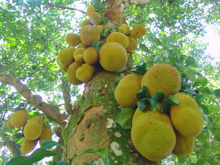 Foto de jaqueiras, de baixo para cima, com muitas jacas amarelas penduradas no tronco da árvore.