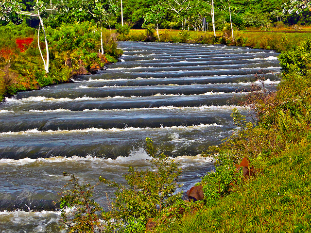 Foto de um sistema de transposição de peixes em um rio cercado por vegetação rasteira.