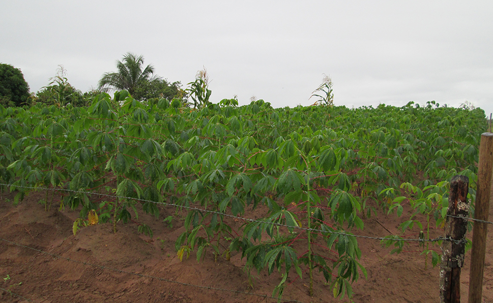 Foto de uma plantação de mandioca da Embrapa.
