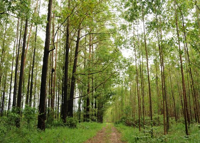 Foto de uma floresta de eucalipto, com uma trilha em meio às árvores.