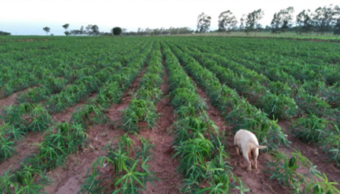 Imagem de uma lavoura de mandioca, com um cachorro parado no canto direito, entre duas fileiras de plantas.