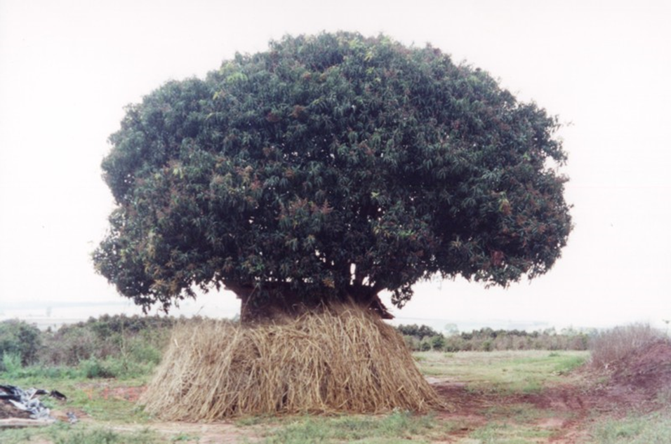 Foto de ramas de mandioca armazenadas embaixo de uma mangueira.