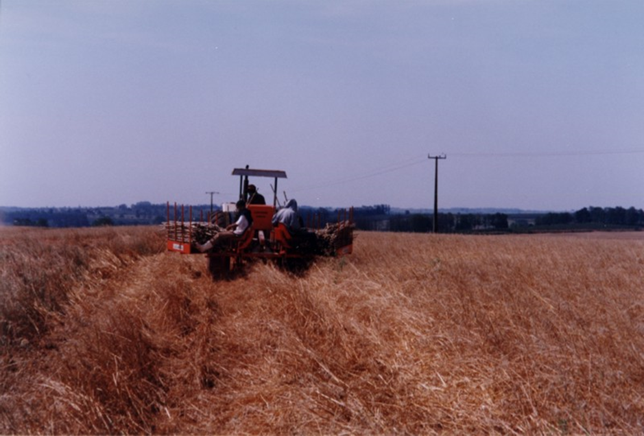 Máquina agrícola realizando o plantio da mandioca.