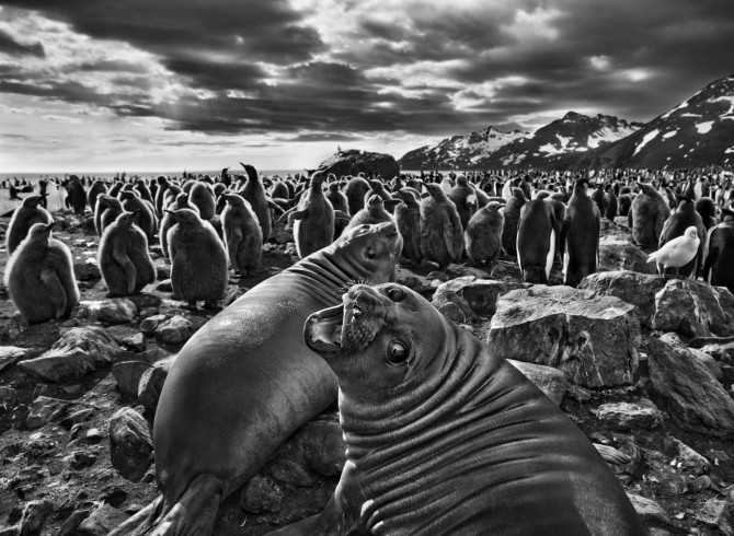 Fotografia preta e branca de inúmeras focas.