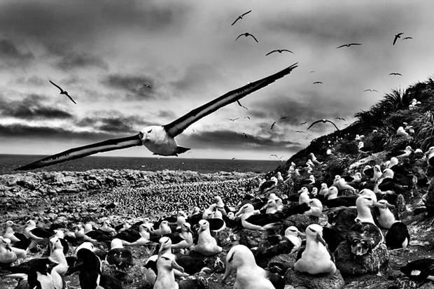 Fotografia preta e branca de inúmeras gaivotas.