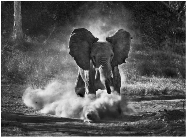 Fotografia preta e branca de um elefante correndo à beira d'água.