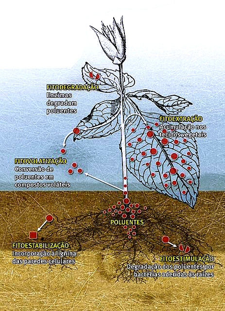 Ilustração da interação das plantas com microrganismos e o solo, fitorremediação: fitodegradação (enzimas degradam poluentes), fitoextração (acumulação nos tecidos vegetais), fitovolatização (conversão de poluentes em compostos voláteis), fitoestabilização (incorporação à lignina das paredes celulares) e fitoestimulação (degradação dos poluentes por bactérias aderidas às raízes).